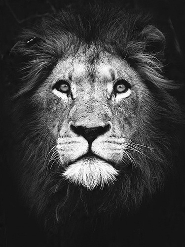 Malowanie Po Numerach Lew Czarno-Biały 50X40 Cm Na Ramie