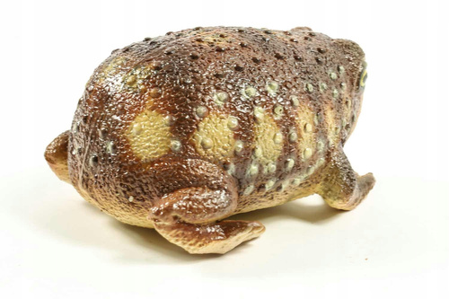 Żaba Common Rain 26 Cm Długości