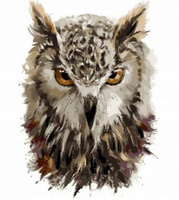 Malowanie Po Numerach Głowa Sowy 40X50 Rama