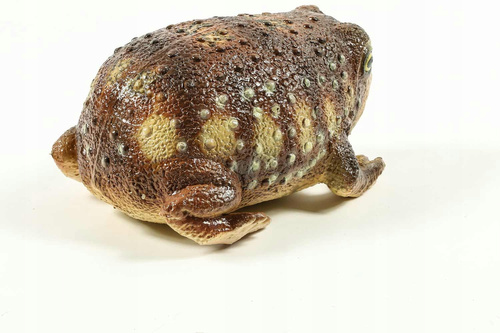 Żaba Common Rain 26 Cm Długości