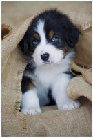 MALOWANIE PO NUMERACH PIES, SZCZENIAK 50X40 + RAMA