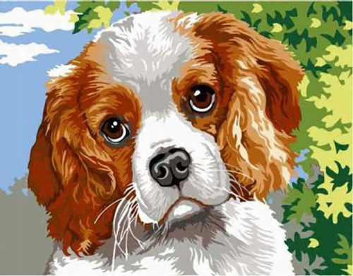 Malowanie Po Numerach Piesek Spaniel 50X40 Cm Na Ramie