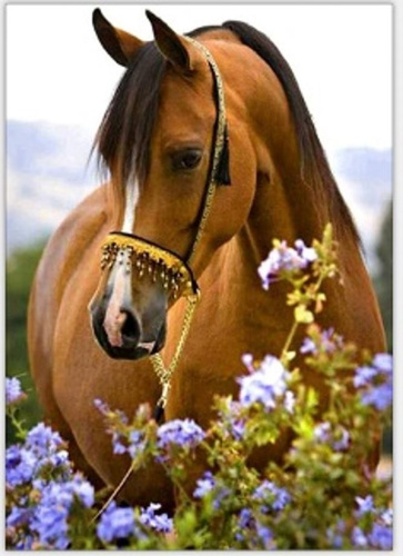 MALOWANIE PO NUMERACH KOŃ W KWIATACH 50x40 CM Z RAMĄ KREATYWNE