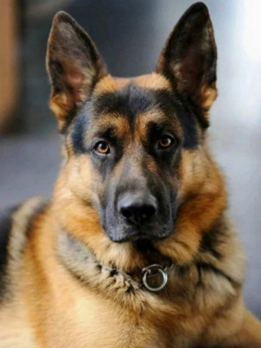 Malowanie Po Numerach Portret Psa Owczarka 50X40 Cm Na Ramie Kreatywne