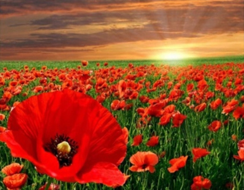 Malowanie Po Numerach Pole Maków Na Tle Zachodu Słońca 50x40 Z Ramą