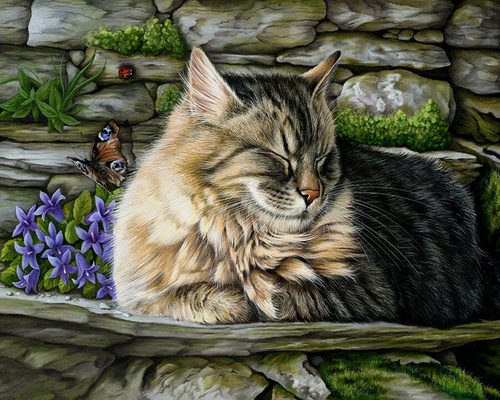 Malowanie Po Numerach Śpiący Kot Na Murku 50X40 Cm Na Ramie Kreatywne