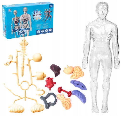 Anatomiczne Ludzkie Ciało Transparentne Składanie Modelu Szkieletu