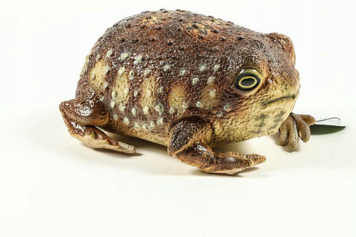 Żaba Common Rain 26 Cm Długości