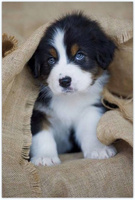 Diamentowa Mozaika Mały Piesek Pod Kocem 30x40 Cm Kreatywne Diamenty