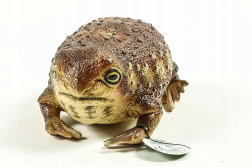 Żaba Common Rain 26 Cm Długości