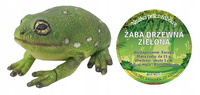 Żaba Drzewna Zielona 22 Cm Długości