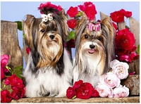 Diamentowa Mozaika Pieski Z Kokardami Kwiatami 30X40 Cm Kreatywne Diamenty