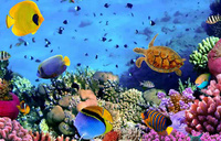 DIAMENTOWA MOZAIKA HAFT DIAMENTOWY RAFA KORALOWA