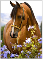 MALOWANIE PO NUMERACH KOŃ W KWIATACH 50x40 CM Z RAMĄ KREATYWNE