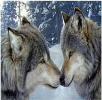 Diamentowa Mozaika Dwa Wilki W Lesie Zimą Haft Kreatywny 30X40 Cm