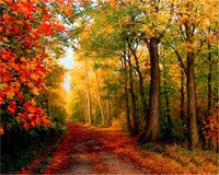 Malowanie Po Numerach Jesienna Ścieżka W Lesie 40X50 Cm Na Ramie Kreatywne