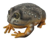 ŻABA WESTERN SPOTTED 22 CM DŁUGOŚCI