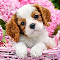 Diamentowa Mozaika Uroczy Piesek W Koszu 30x40cm Kreatywne