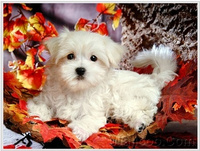 Diamentowa Mozaika Haft Pies Maltańczyk 30x40cm Kreatywne