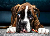 Malowanie Po Numerach Szczeniak Bokser