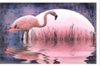 Malowanie Po Numerach Flaming