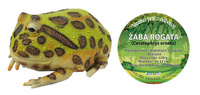 ŻABA ROGATA 22 CM DŁUGOŚCI