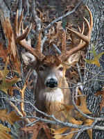 Diamentowa Mozaika Portret Jelenia W Lesie 30x40Cm Kreatywne Diamenty