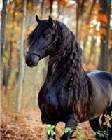 Malowanie Po Numerach Czarny Koń Na Tle Lasu 40X50 Cm Na Ramie