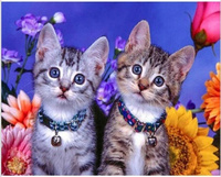 Malowanie Po Numerach Dwa Kotki 50X40 Cm Z Ramą Kreatywne