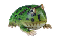 ŻABA ROGATA 25 CM DŁUGOŚCI