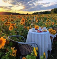 Malowanie Po Numerach Śniadanie Na Polu Słoneczników 40X50 Z Ramą