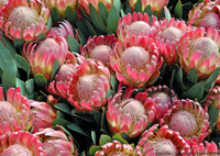 Malowanie Po Numerach Kwiaty Kwitnące Łąka