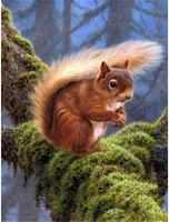 Malowanie Po Numerach Wiewiórka Na Gałązce Z Mchem 50x40 Z Ramą Kreatywne