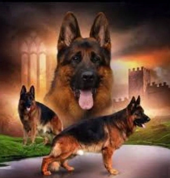 Diamentowa Mozaika Pies Owczarek Z Twierdza 30x40 Cm Kreatywne Diamenty