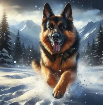 Malowanie Po Numerach Pies Owczarek Biegnący W Śniegu 40X50 Cm Na Ramie