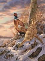 Malowanie Po Numerach Dwa Bażanty Na Polu Pokrytym Śniegiem 50x40 Z Ramą