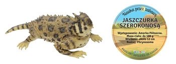 JASZCZURKA SZEROKONOSA 30 CM DŁUGOŚCI PAK 24