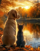 Diamentowa Mozaika Pies Z Kotem O Zachodzie 30x40 Cm Kreatywne Diamenty