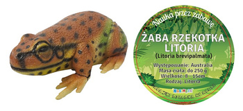 ŻABA RZEKOTKA LITORIA 21 CM DŁUGOŚCI