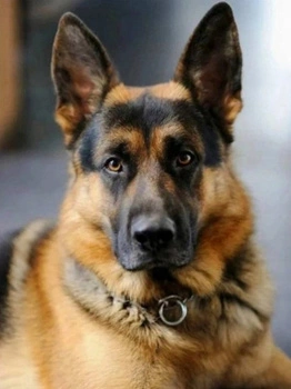 Malowanie Po Numerach Portret Psa Owczarka 50X40 Cm Na Ramie Kreatywne