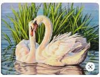 Malowanie Po Numerach Łabędzie, Trzciny 50X40 Cm Na Ramie