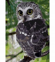 Malowanie Po Numerach Sowa Na Gałęzi 40X50 Rama