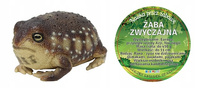 Żaba Common Rain 26 Cm Długości